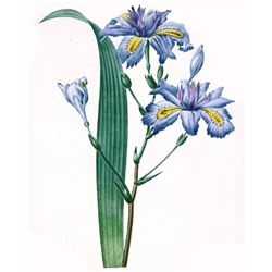 After Pierre-Jospeh Redoute, Floral Print, #58 Iris frangee ( Iris )