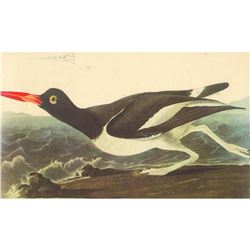 c1950 Audubon Print, Oystercatcher