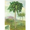 Image 1 : 1920's Royal Palm Color Lithograph Print