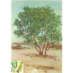 1920's Mesquite Color Lithograph Print