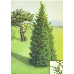 1920's Red Cedar Color Lithograph Print