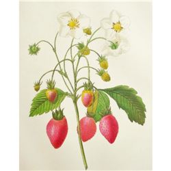 After Pierre-Jospeh Redoute, Floral Print, #39 Fraisier a Bouquets ( Strawberry Fruit )
