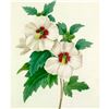 Image 1 : After Pierre-Jospeh Redoute, Floral Print, #54 Althea Frutex ( Hibiscus)