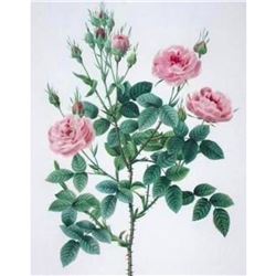 After Pierre-Jospeh Redoute, Floral Print, #133 Rosier Pompon (Rose)