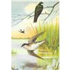Image 1 : 1920's Tree Swallow Color Lithograph Print