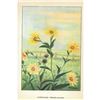 Image 2 : 1920's Sunflower Color Lithograph Print