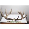 Image 1 : WHITETAIL DEER SHEDS