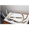 Image 1 : WHITETAIL DEER SHEDS