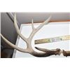 Image 2 : WHITETAIL DEER SHEDS