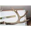 Image 3 : WHITETAIL DEER SHEDS