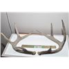 Image 1 : WHITETAIL DEER SHEDS