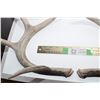 Image 2 : WHITETAIL DEER SHEDS