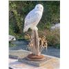 Image 2 : Snowy Owl