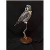 Image 2 : Northern Owl Hawk