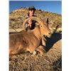 Image 2 : 4 Day Texas Aoudad Hunt