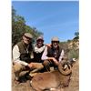 Image 1 : 3 day- IBERIAN MOUFLON SHEEP Hunt in Spain