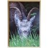 Image 1 : 24"x 36" Canvas Print of Stone Sheep Ewe