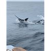 Image 8 : Panama:  All Inclusive 4 Night 3 Day Deep Sea Fishing Trip for 4 Anglers & 4 Non-Anglers.