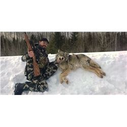 ONTARIO - 6 NIGHTS/5 DAYS TROPHY WOLF HUNT FOR 1 HUNTER: