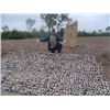 Image 2 : ARGENTINA - FOUR DAY DOVE HUNT FOR 2 TO 6 HUNTERS