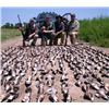 Image 4 : ARGENTINA - FOUR DAY DOVE HUNT FOR 2 TO 6 HUNTERS