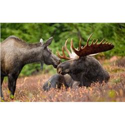 BRITISH COLUMBIA BIG GAME HUNT FOR ONE HUNTER