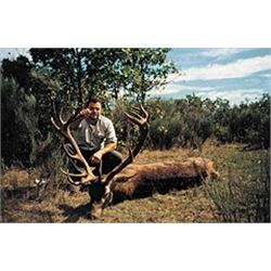 SPAIN - RED STAG, FALLOW DEER, MOUFLON SHEEP OR ROE DEER HUNT