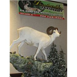 $500 GIFT CERTIFICATE FOR TAXIDERMY WORK