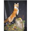 Image 2 : $500 GIFT CERTIFICATE FOR TAXIDERMY WORK