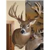 Image 3 : $500 GIFT CERTIFICATE FOR TAXIDERMY WORK