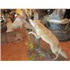 Image 4 : $500 GIFT CERTIFICATE FOR TAXIDERMY WORK