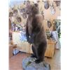 Image 5 : $500 GIFT CERTIFICATE FOR TAXIDERMY WORK