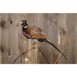 $275 GIFT CERTIFICATE FOR TAXIDERMY WORK