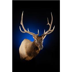 $500 GIFT CERTIFICATE FOR TAXIDERMY/CUSTOM WOOD WORK