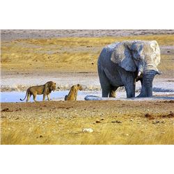 NAMIBIA - 10 DAY HUNTING SAFARI INCLUDING ETOSHA NATIONAL PARK TOUR