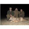 Image 1 : MACEDONIA - WOLF HUNT WITH RIFLE FOR 2 HUNTERS
