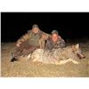 Image 3 : MACEDONIA - WOLF HUNT WITH RIFLE FOR 2 HUNTERS