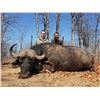 Image 5 : MOZAMBIQUE-10 DAY CAPE BUFFALO & NILE CROC. HUNT FOR 2 HUNTERS