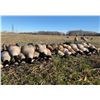 Image 2 : SE MICHIGAN – GUIDED GOOSE HUNT FOR TWO HUNTERS