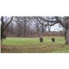 Image 2 : SE MICHIGAN - THREE DAY GUIDED TURKEY HUNT FOR ONE HUNTER