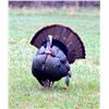 Image 3 : SE MICHIGAN - THREE DAY GUIDED TURKEY HUNT FOR ONE HUNTER