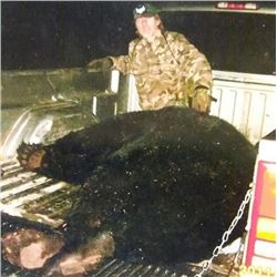 MINNESOTA - 7 DAY HUNT FOR GIANT BLACK BEAR FOR 1 HUNTER