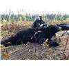 Image 5 : MINNESOTA - 7 DAY HUNT FOR GIANT BLACK BEAR FOR 1 HUNTER