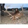 Image 4 : SPAIN - RED STAG, FALLOW DEER OR MOUFLON SHEEP HUNT FOR 1 HUNTER