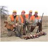 Image 4 : SOUTH DAKOTA - 2 DAYS/2 NIGHTS PHEASANT HUNT FOR TWO HUNTERS