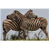 Image 4 : SOUTH AFRICA - SIX DAY GUIDED PHOTOGRAPHIC SAFARI FOR 2 PEOPLE