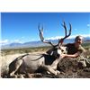 Image 1 : ARIZONA - 5 DAY MULE DEER HUNT FOR 1 HUNTER