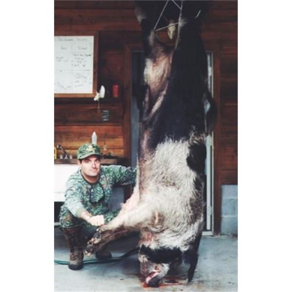 FLORIDA – 1.5 DAY WILD BOAR HUNT WITH BAY DOGS FOR 4 HUNTERS