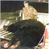 Image 1 : MINNESOTA - 7 DAY HUNT FOR GIANT BLACK BEAR FOR 1 HUNTER