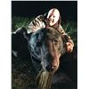 Image 9 : MINNESOTA - 7 DAY HUNT FOR GIANT BLACK BEAR FOR 1 HUNTER